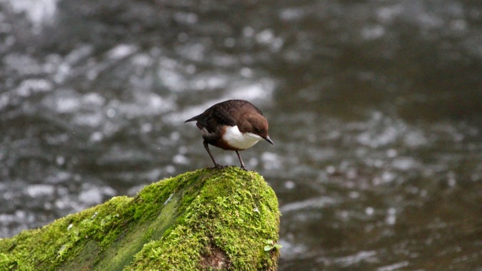 A dipper, which has chocolate-brown feathers on its back and a white breast, is perched on a lichen covered rock beside rippling water.